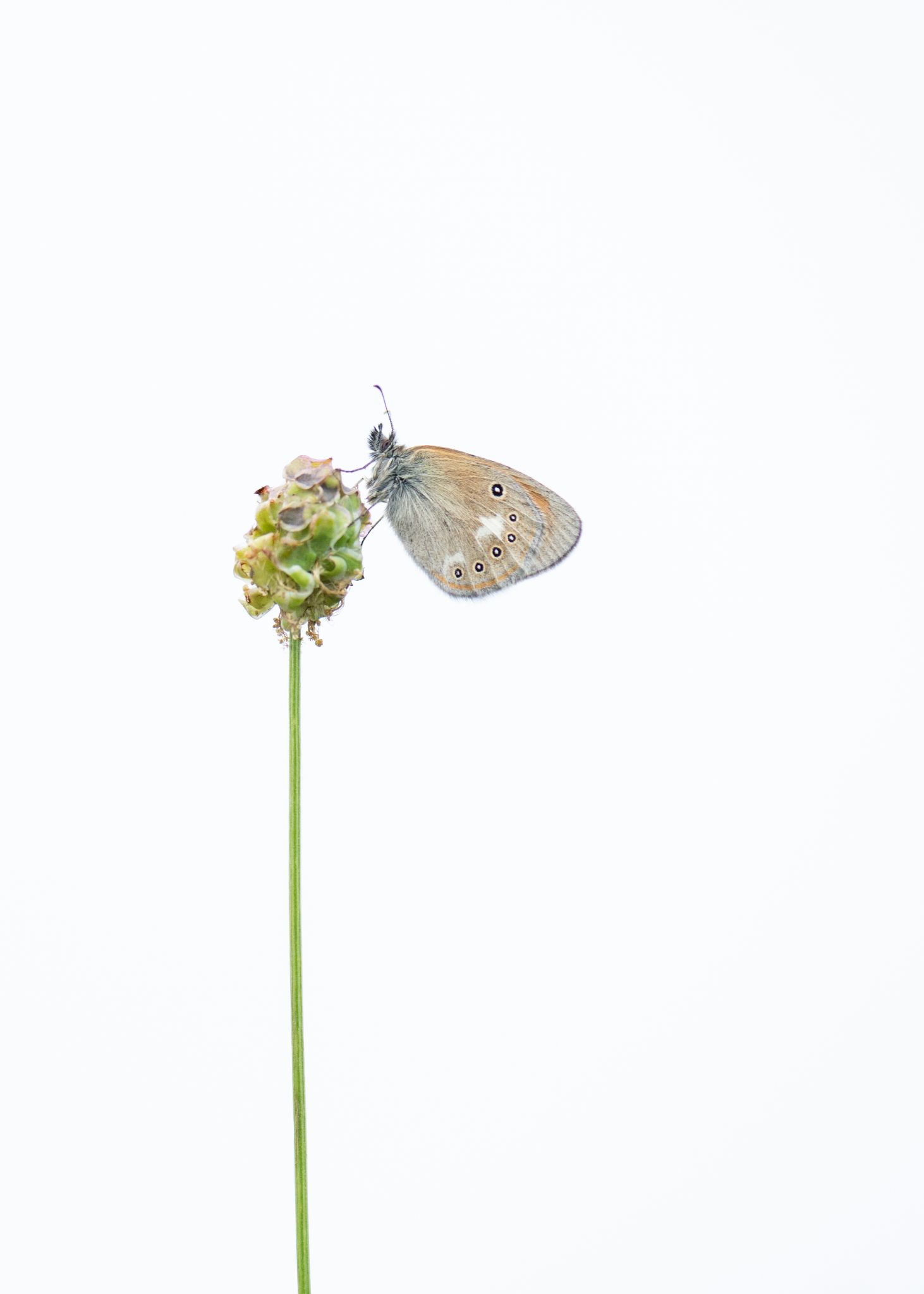 Wiesenvögelchen (Coenonympha pamphilus)